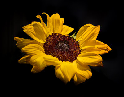 Flora