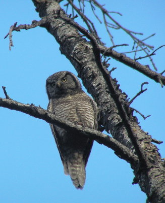 Northern Hawk Owl male (Okanogan Co, WA)