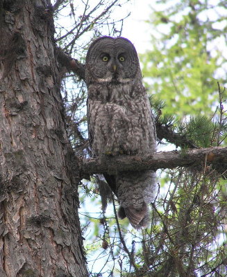 Great Gray Owl (male)-- (Okanogan Co, WA)