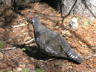 Spruce Grouse male (Okanogan Co, WA)