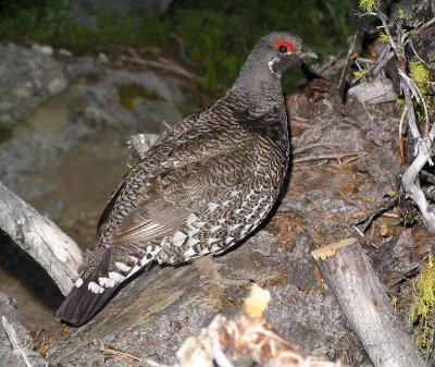 grouse_trip_2013