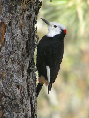 White headed Woodpecker 