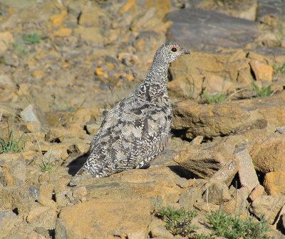 White tailed Ptarmigan (female) August