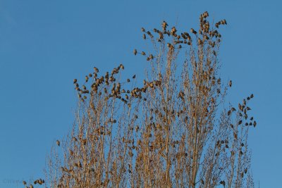 Flock of Bohemian Waxwings