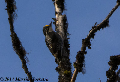 American 3-Toed Woodpecker