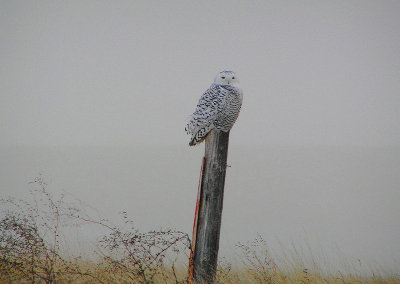 Snowy Owl 