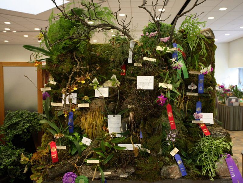 20124621  -  American Orchid Society Show Trophy  Autumn Glade  ST/AOS (87-points)  10-13-2012.jpg