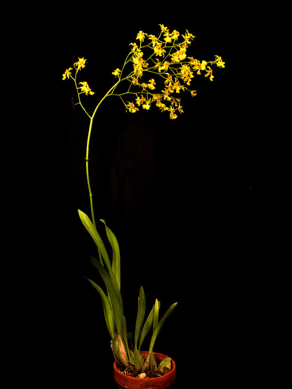 20124663  -  Oncidium  lykaiosii Orchiddoc CBR/AOS.jpg