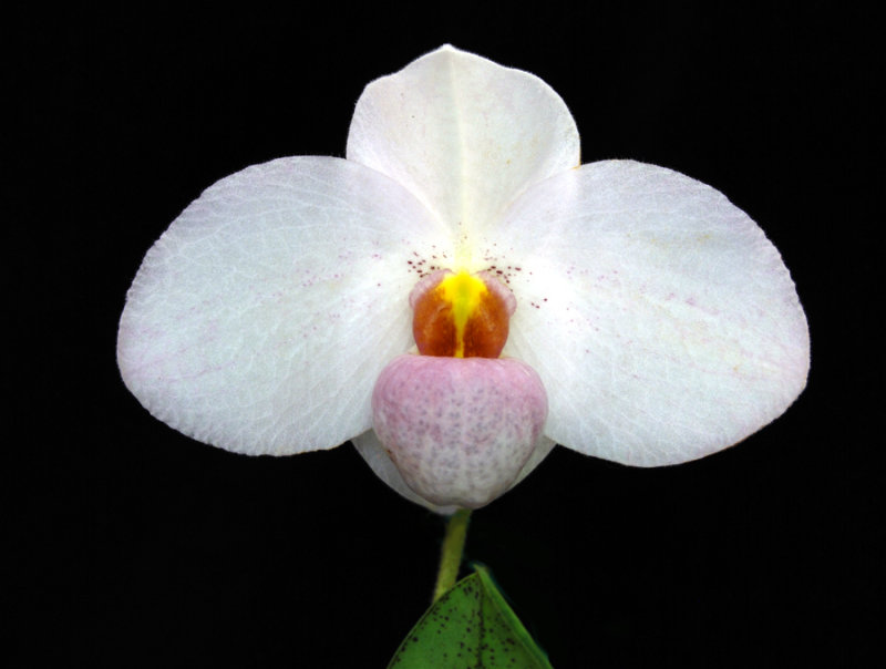 20132724  -   Paph.  Joyce Hasegawa  Spring Snow   HCC/AOS  (79 - points)  6-8-2013.jpg