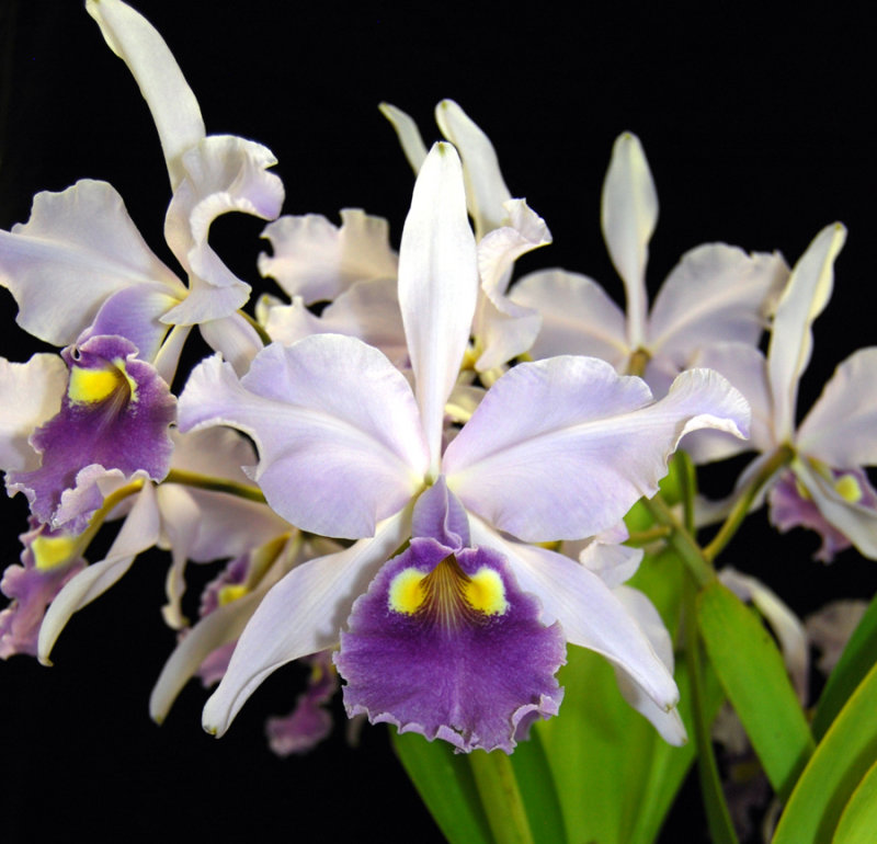 20132727  -  Cattleya warscewiczii  Paul  FCC/AOS   (91-points)  7-13-2013  2.jpg