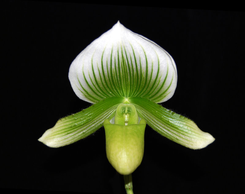 20132776  -  Paph.  Hsinying Dress  Rodney Manuel  AM/AOS  (83-points)  11-10-2013