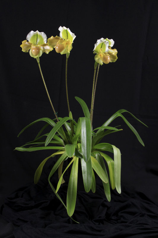 20142542  -  Paph Barbilight  Less Filling  CCM/AOS  (84-points)  1-28-2014