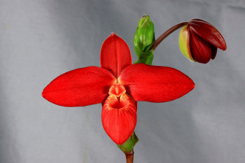20142585  -  Phrag.  Scarlet OHara  Tall Dark and Handsome  FCC/AOS 91-points  5-1-2014  (Orchids Ltd)
