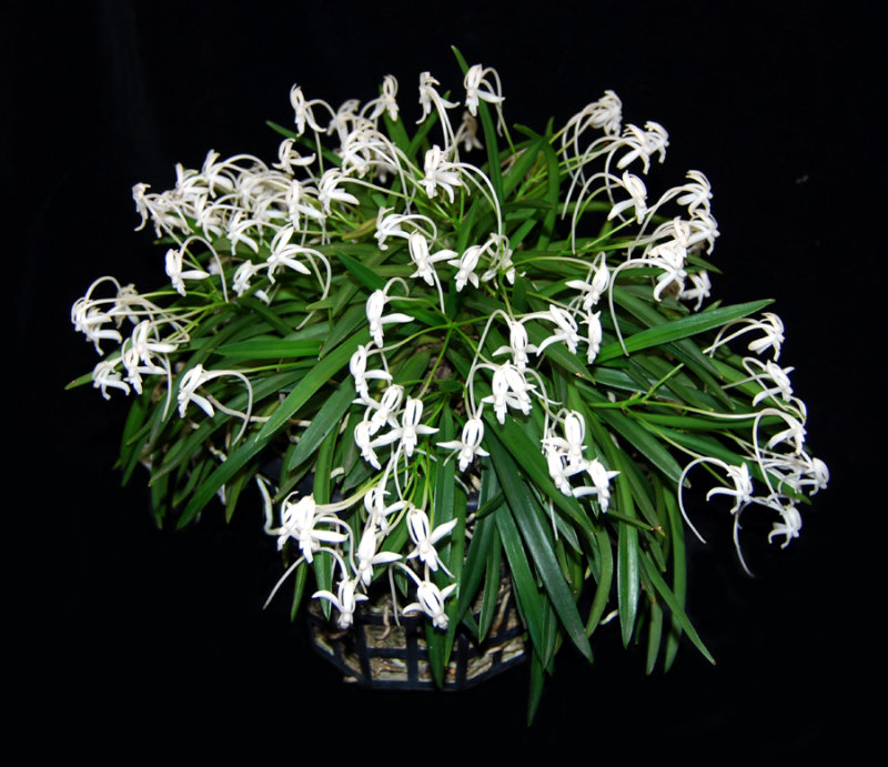 20142598   -  Vanda falcata  Welcome Adrain  CCM/AOS  (86-points)  7-12-2014  ( Charles and Jane High )
