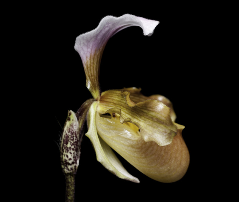 20142603  -   Paph.  vejautianum  Cheryls Joy  CBR/AOS  7-27-2014  (Cheryl Erins)  close-up b