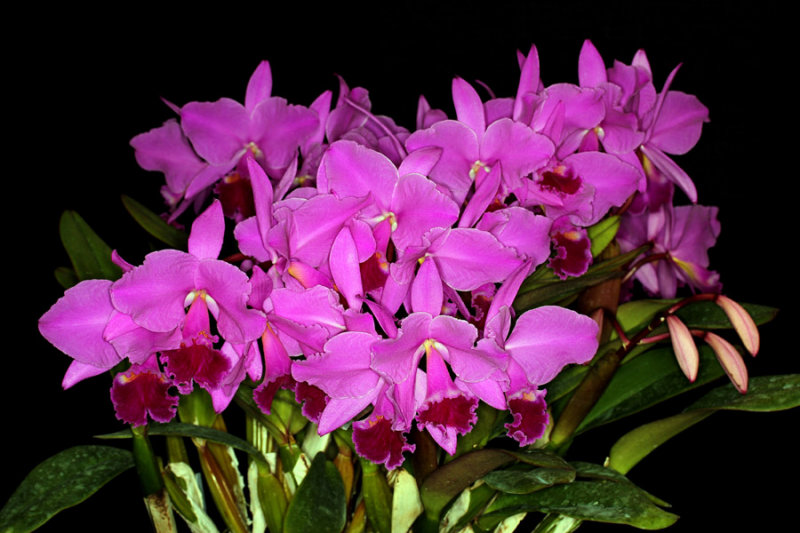 20142642  -  Cattleya labiata f. rubra Claire  CCM/AOS     (86-points)  10-11-2014  (Bill Rogerson)