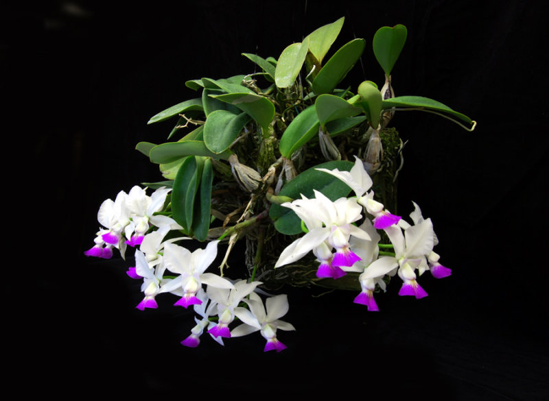 20142636  -  Cattleya walkeriana var. semi-alba Michael  CCE/AOS (90-points)  12-13-2014 (Bill Rogerson)