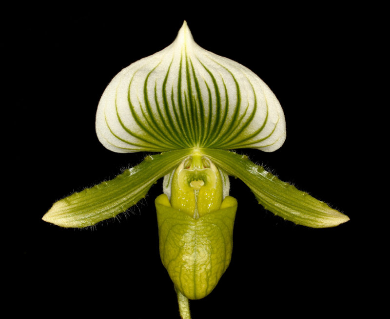 20152578  -  Paphiopedilum Hilo Green Mountain Eva Manuel   AM/AOS   (84-points)  3-14-2015  (Orchid Inn) _1