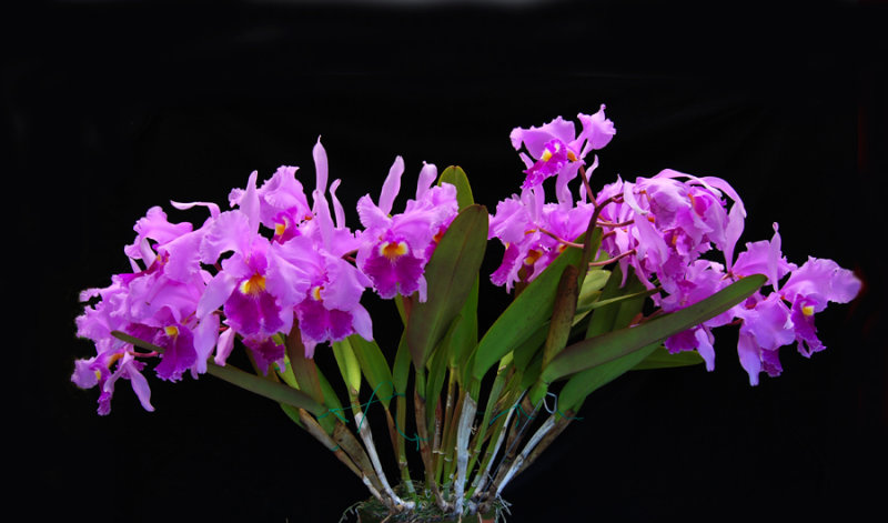 20152587   -   Cattleya warscewiczii  Stewarts Meteor  CCE/AOS  (92-points)  6-13-2015  (William Rogerson) 3