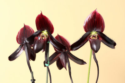 20124660  -  Paphiopedilum Vercrusse  Kelsey Leigh   CCM/AOS 1-28-2012.jpg