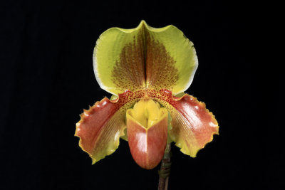20124656  -  Paph Hsinying Pinolime 'Waxy'  AM/AOS (81 points)  1-28-1012.jpg