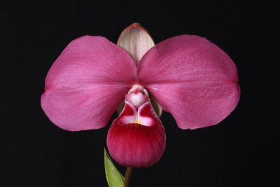 20124650  -  Phragmepedium Kovachii Moyobamba  AM/AOS  (86 points)  1-28-2012.jpg