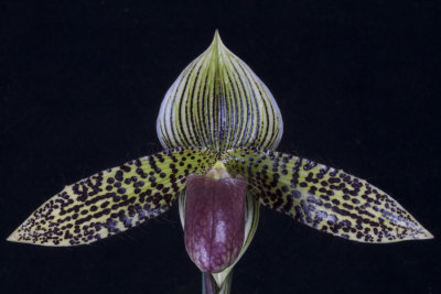 20124614  -  Paph. Hampshure Stage  'Sunprarie'  AM/AOS (82-points)  4-28-2012.jpg