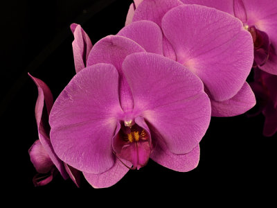 20124658  -  Dtps. (Phal.)  Fongsiou Peach I-hsin 'Iowa'  AM/AOS (83-points) 2-4-2012.jpg