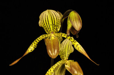 20124664  -  Paph. Houghtoniae 'Cat's Meow'  AM/AOS (81-points)  2-4-2012.jpg