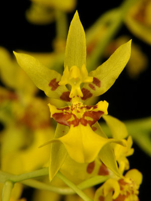 20124663  - Oncidium  lykaiosii 'Orchiddoc' CBR/AOS  Close-up.jpg