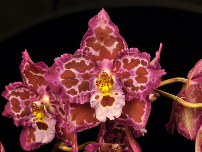 20124661  -  Oncidium  Teighmore  'New Vison'   HCC/AOS (77-points)  2-4-2012.jpg