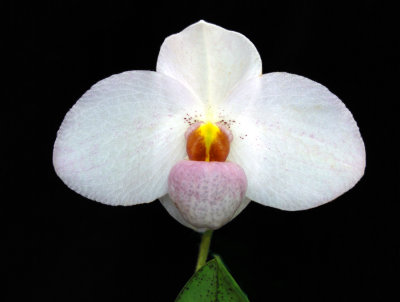 20132724  -   Paph.  Joyce Hasegawa  'Spring Snow '  HCC/AOS  (79 - points)  6-8-2013.jpg