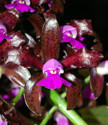 20132723   -  Cattleya leopoldii  'Katheen'  AM /OS   (87 - points)   6-8-2013.jpg