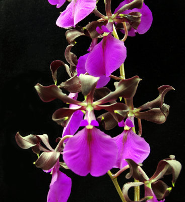 20132722  -  Epidedendrum cordigera  'Palmer Orchids'  FCC/AOS  (90 - points)   6-8-2013.jpg