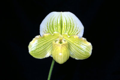 2013332721 -  Paph. Golden Crest  Tony Myers  HCC/AOS  (78-points) 5-11-2013