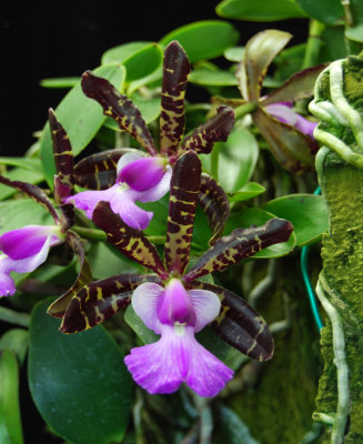 20132729   -  Cattleya   aclandiae  Kathleen  CCM/AOS  (83-points)  7-13-2013  close-up.jpg