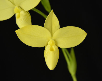 20132754   -  Phrag. besseae forma flavum 'Chusk's Choice'  AM/AOS  (86-points)  2-2-2013  close-up.jpg