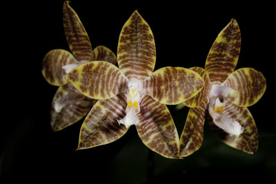 20132784  -   Phal. Ossirah Iowa  HCC/AOS (77-points)  7-28-2013.jpg