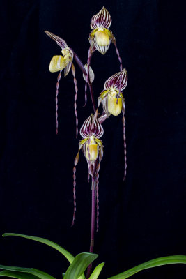 20132715  -  Paph.  Orchid Joes Curly Q  Alex Spires   HCC/AOS  (79-points)  4-6-2013  3.jpg