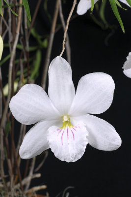 20142545 -   Dendrobium papilio 'Seward Goddess'   AM/AOS  (80-points)  1-28-2014