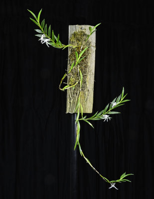 20142563  -   Angraecum doratophyllum  'Silas'  CBR/AOS 2-1-2014 a