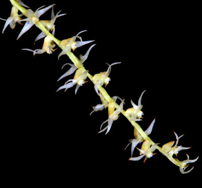 20142609  -  Dendrochilum stenophyllum 'My First'  CCM/AOS  (84-points) 3-8-2014  Close-up  (Rose Matchen)