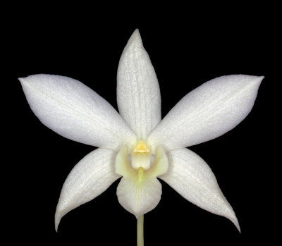 20142612  -  Dendrobium White Grace  'Sato'  AM/AOS  (83-ponts)  3-8-2014   Close-up Dave Brightwell
