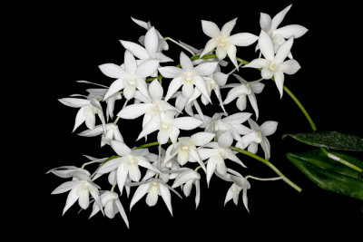 20142612  -  Dendrobium White Grace  'Sato'  AM/AOS  (83-ponts)  3-8-2014  (Dave Brightwell