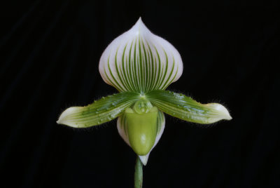 20142574  -  Paph. Janet Kunkle 'Mary's Emerald' AM/AOS (81-points)  3-15-2015  (Mary Kandis)