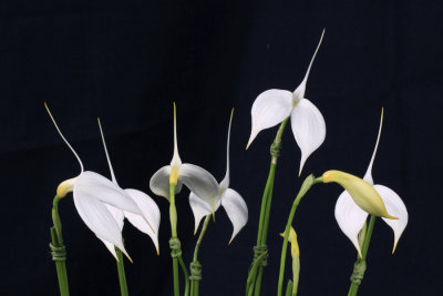 20142577  -  Masd. coccinea alba  'White Winter'  HCC/AOS  (75-points) 5-1-2014  (Orchids Ltd.