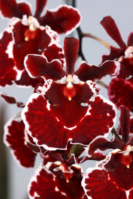 20142580  -  Rodrumnia Orchidom Dancer  'Burgundy Chateau'  AM/AOS  (81-points)  5-1-2014  (Orchids Lid.)  Close-up