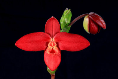 20142585  -  Phrag.  Scarlet O'Hara  'Tall Dark and Handsome'  FCC/AOS 91-points  5-1-2014  (Orchids Ltd.) 2