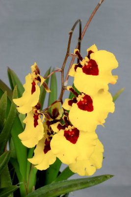 20142587 - Tolumnia Orchidom Treasured Love  'Killer Bees'  AM/AOS  (82-points)  5-1-2014  (Orchids, Ltd.)