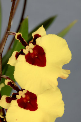 20142587  -  Tolumnia  Orchidom Treasured Love  Killer Bees AM/AOS (81-points)  5-1-2014  (Orchids, Ltd.)  Close-up